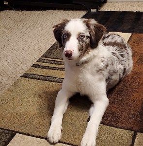 Meet your Posher, Dana